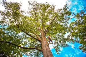 How Our Tree Care Process Works  in  Newark, NY
