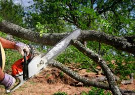 Reliable Newark, NY Tree Services Solutions