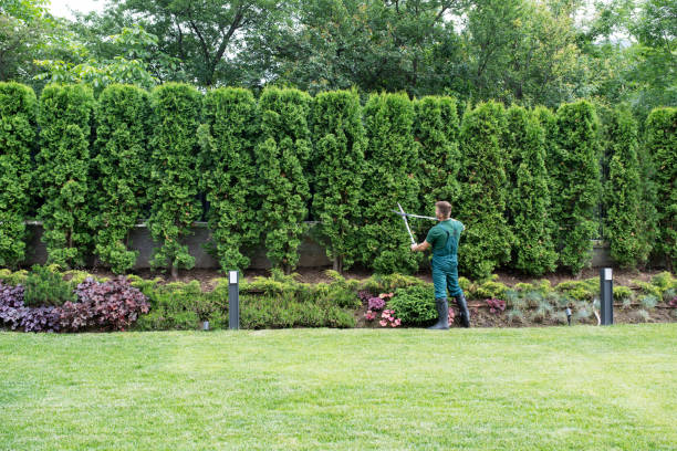 Lawn Pest Prevention in Newark, NY